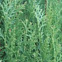 Thuja orientalis 'Magnifica'
